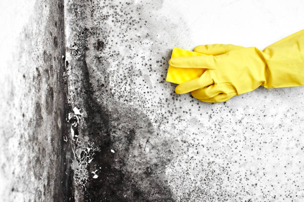 Best Mold Odor Removal Services  in Bridgeport, IL